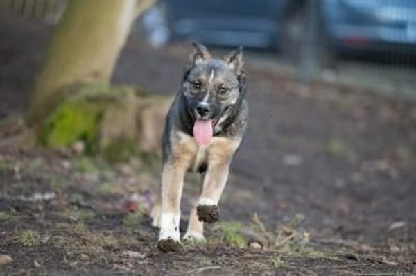 BANKSY * Freude im Teddyfell