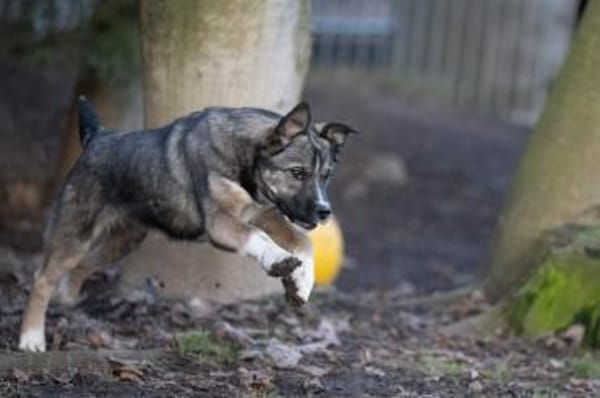 BANKSY * Freude im Teddyfell