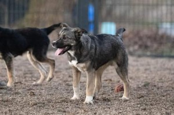 BANKSY * Freude im Teddyfell