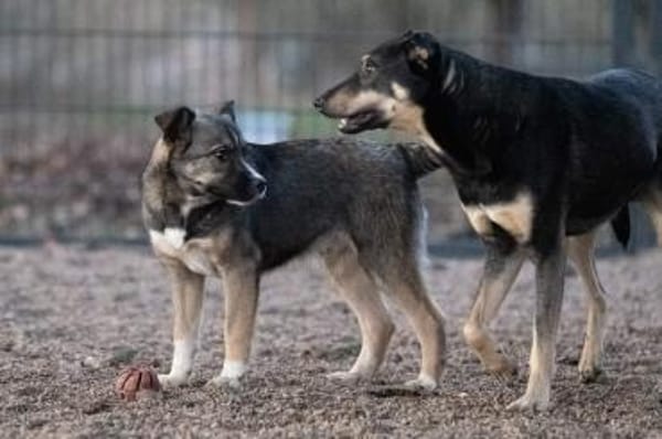 BANKSY * Freude im Teddyfell