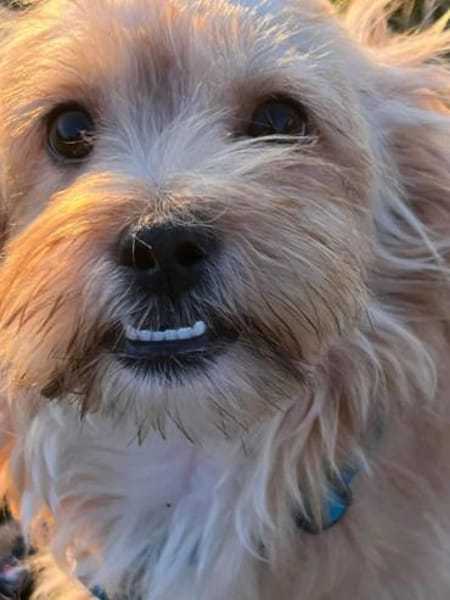 MANDEL * zauberhafter Terriermix