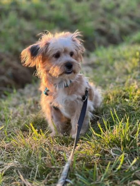 MANDEL * zauberhafter Terriermix