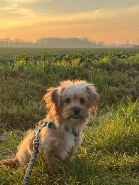 MANDEL * zauberhafter Terriermix