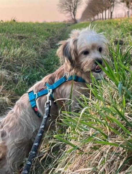 MANDEL * zauberhafter Terriermix