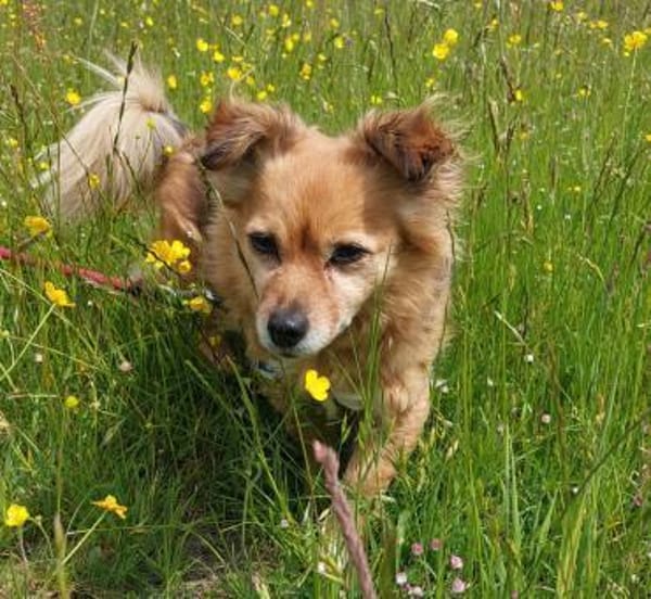 Krümelchen verlor ihr Frauchen