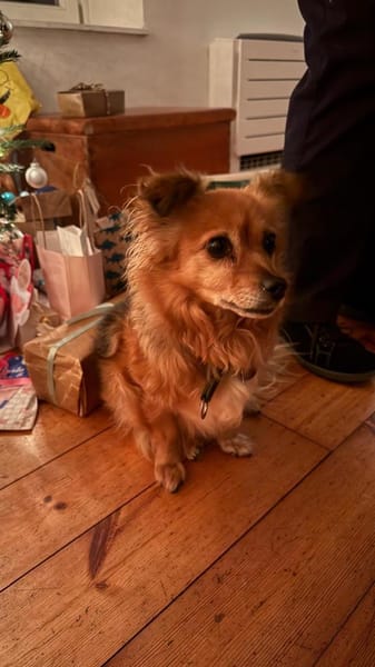 Krümelchen verlor ihr Frauchen