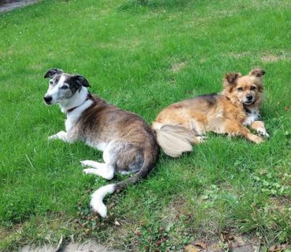 Krümelchen verlor ihr Frauchen