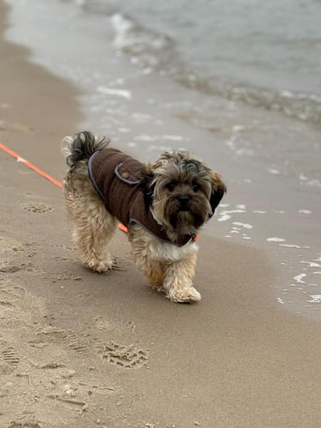 Idefix verliert sein Zuhause