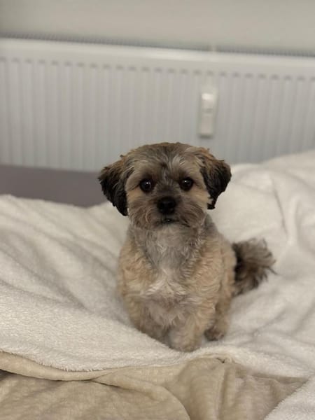 Idefix verliert sein Zuhause