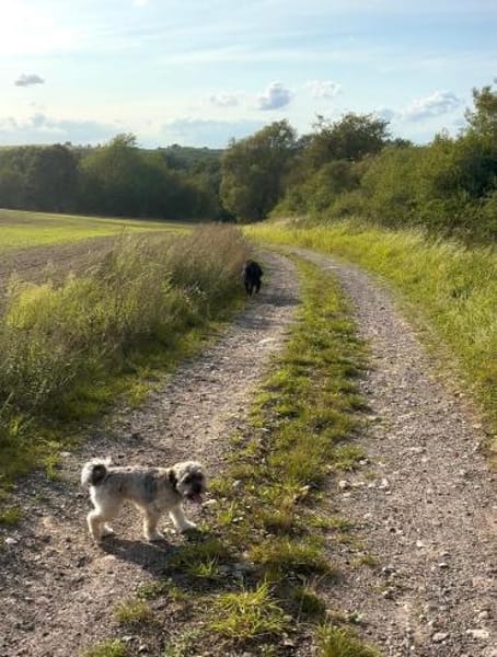 Idefix verliert sein Zuhause