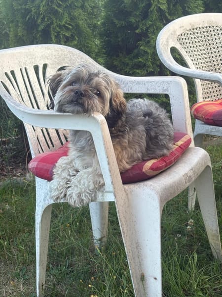 Idefix verliert sein Zuhause