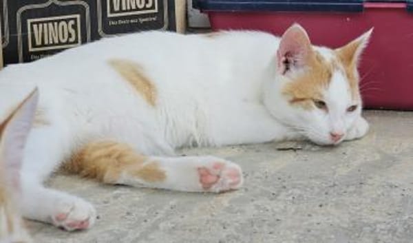 Verschmuster Nikos sucht Zuhause