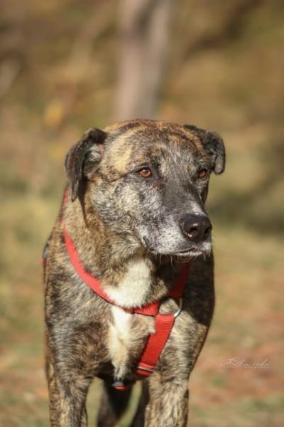 Theo  ein sanfter Riese sucht euch!