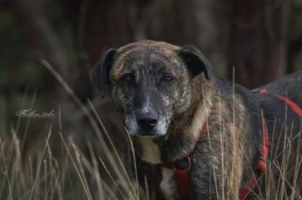 Theo  ein sanfter Riese sucht euch!