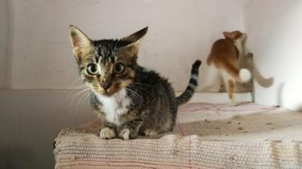 Schmusekater Rico sucht Zuhause