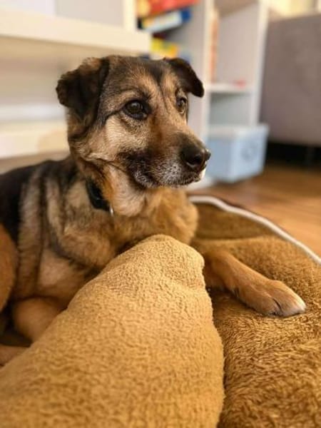 Matilda Schäferhund Mischling Hündin alt