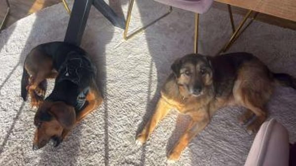 Matilda Schäferhund Mischling Hündin alt