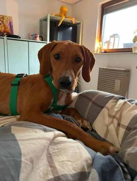 Nova Jagdhund Bracke Mischling Hündin