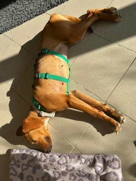 Nova Jagdhund Bracke Mischling Hündin