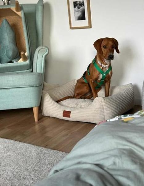 Nova Jagdhund Bracke Mischling Hündin