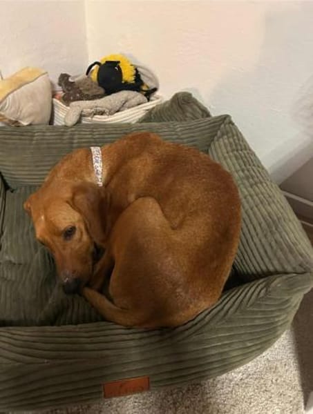 Nova Jagdhund Bracke Mischling Hündin