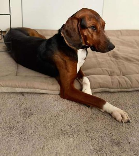 Rover Bracke Mischling Rüde Traumhund