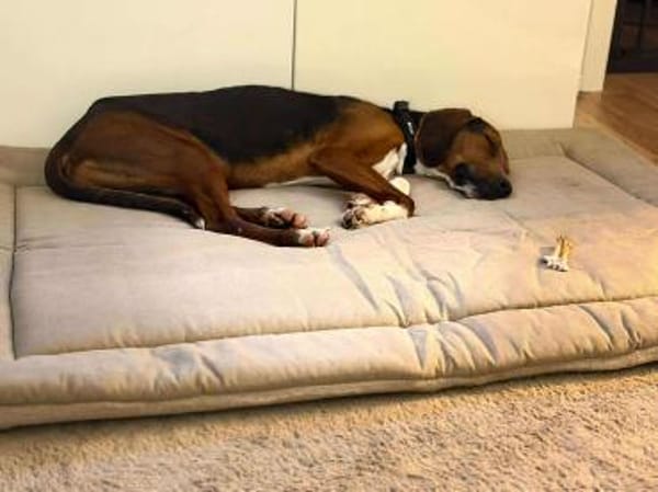 Rover Bracke Mischling Rüde Traumhund