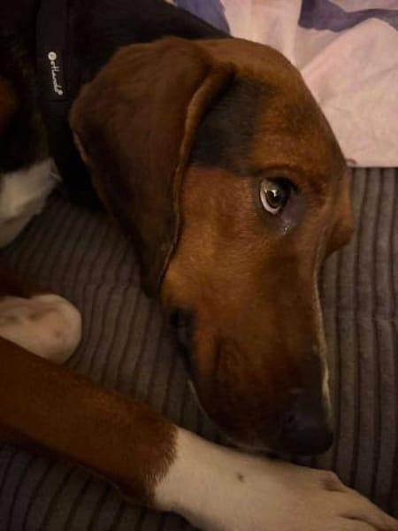 Rover Bracke Mischling Rüde Traumhund