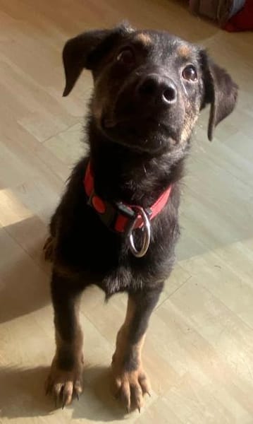 Turbo Welpe Rüde Mischling Junghund