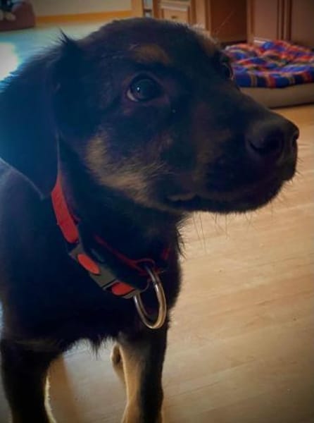 Turbo Welpe Rüde Mischling Junghund