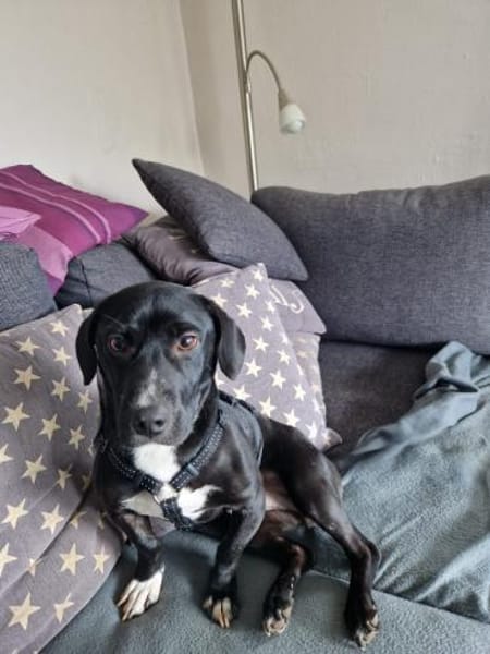 Botond, lieber Dackel Mischling geb.2024