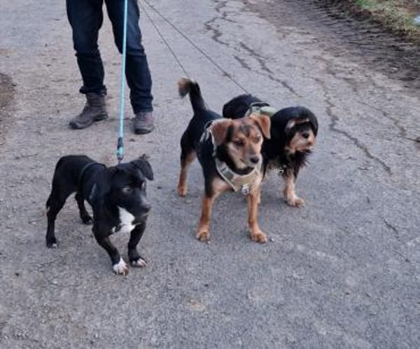 Botond, lieber Dackel Mischling geb.2024