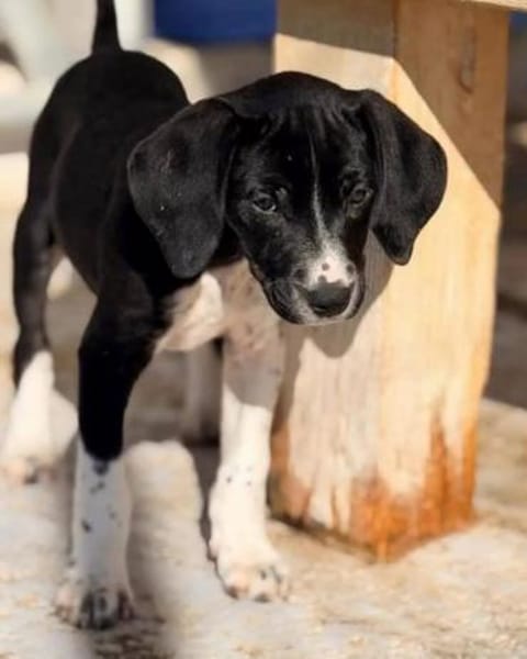 Kirki - einfach bezaubernd