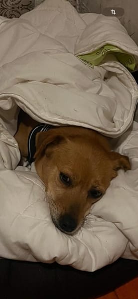 Bamby - liebevolle Hündin