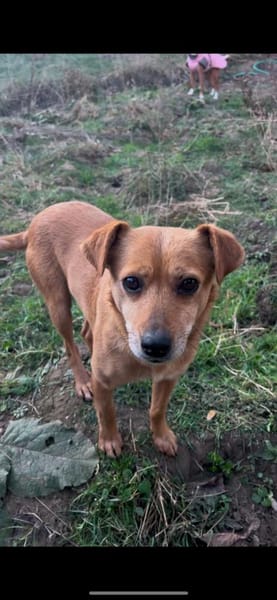 Bamby - liebevolle Hündin