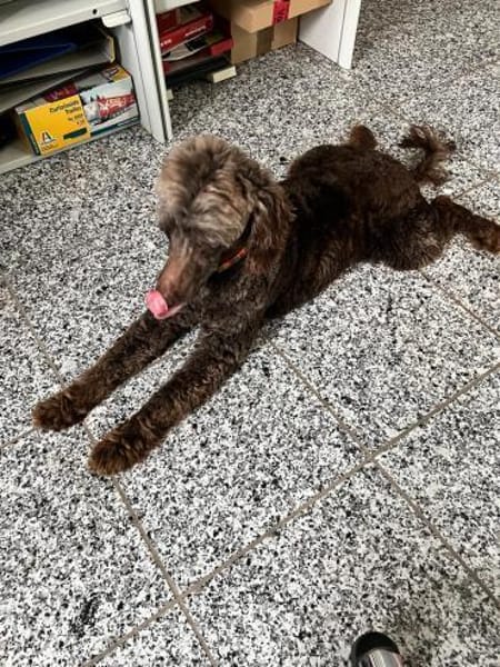 Ziva, liebes Pudelmädchen geb. 2020