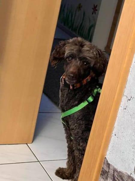 Ziva, liebes Pudelmädchen geb. 2020