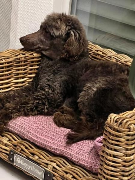 Ziva, liebes Pudelmädchen geb. 2020