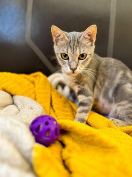 Ella 🐾  bringt dich zum Lächeln