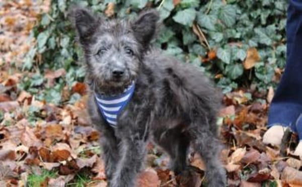 Floki - süß und einfach wunderbar