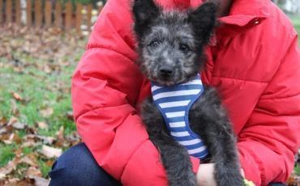 Floki - süß und einfach wunderbar