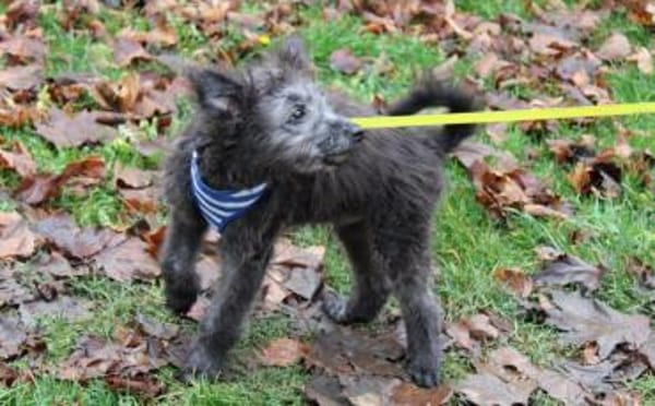 Floki - süß und einfach wunderbar