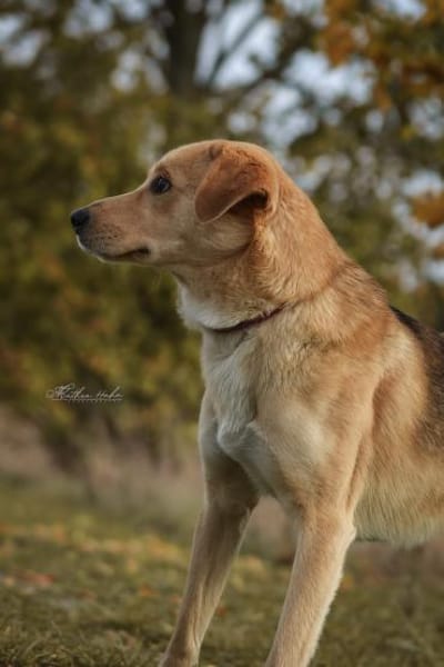 Janko - junger Rüde mit Potential ❤