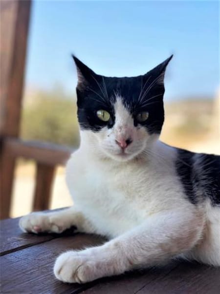 Tabby sucht eine liebevolle Familie