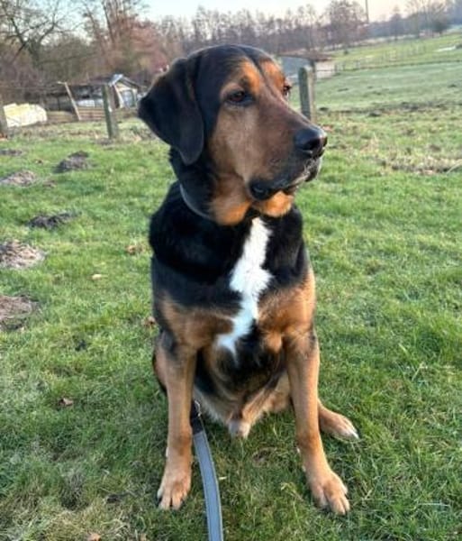 Abe - loyaler Freund für Hundeerfahrene