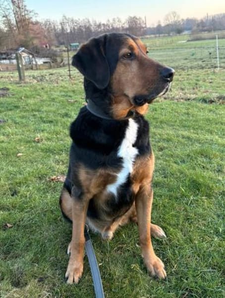 Abe - loyaler Freund für Hundeerfahrene