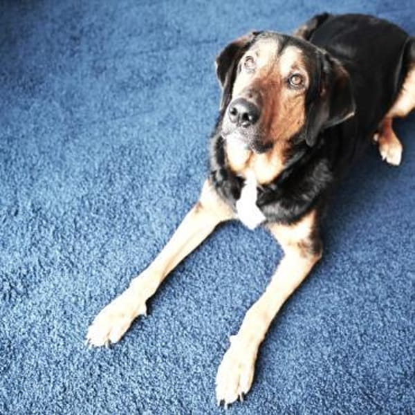 Abe - loyaler Freund für Hundeerfahrene