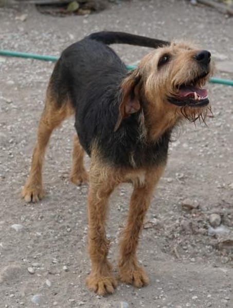 Yasko, geb. ca. 11/2022, 44649 Herne