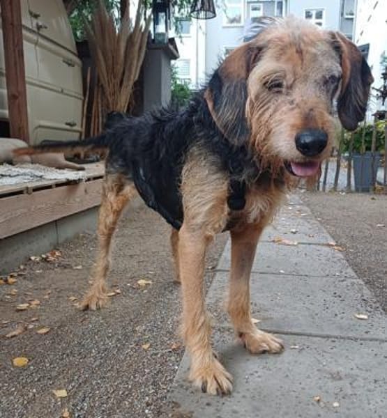 Yasko, geb. ca. 11/2022, 44649 Herne