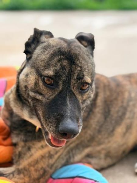 Luna - abgegeben im Shelter